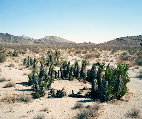Picture 13 of The oldest plants on earth exist today