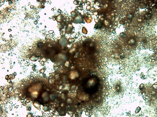 Picture 4 of The oldest plants on earth exist today
