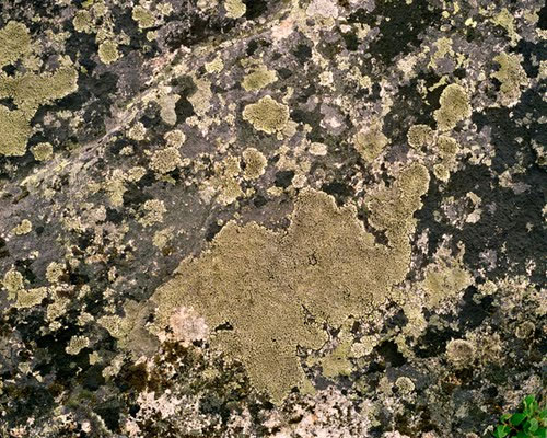 Picture 7 of The oldest plants on earth exist today