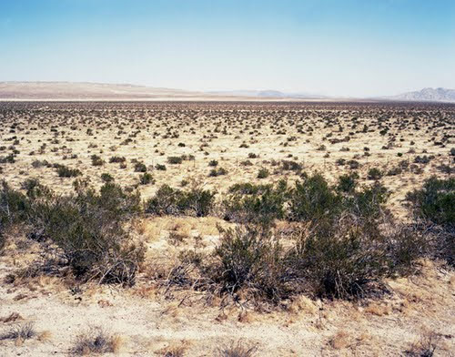 Picture 8 of The oldest plants on earth exist today
