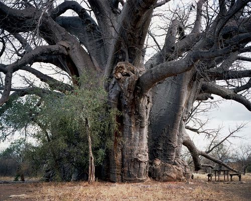 Picture 9 of The oldest plants on earth exist today