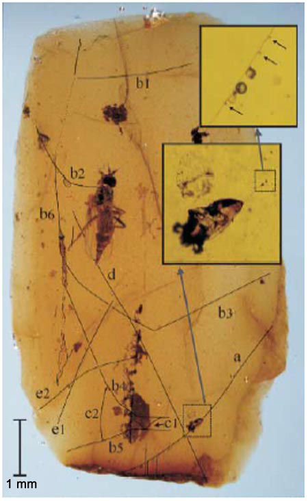 Picture 1 of The oldest spider web in the world