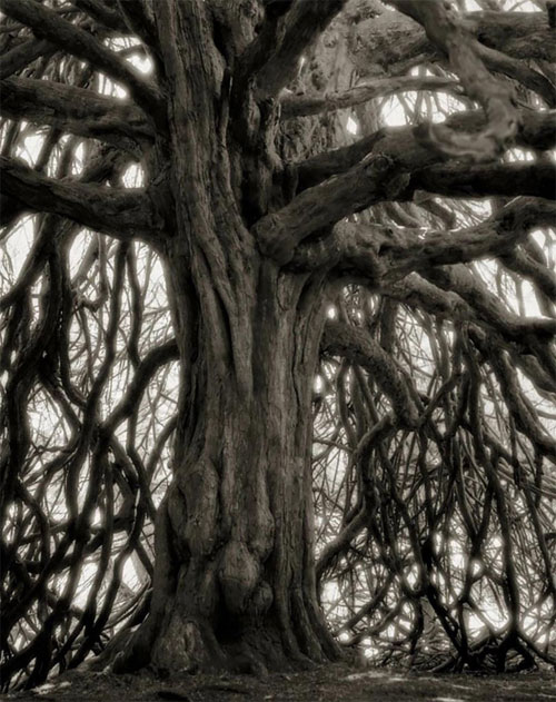 Picture 10 of The oldest trees in the world