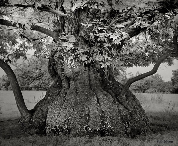 Picture 7 of The oldest trees in the world