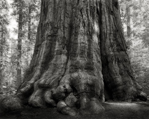 Picture 8 of The oldest trees in the world