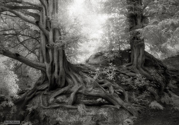 Picture 9 of The oldest trees in the world