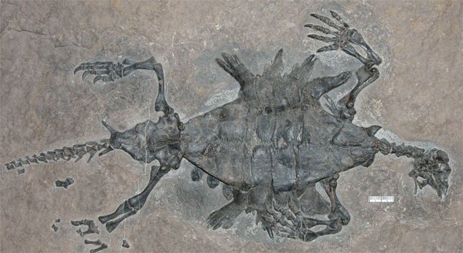 Picture 2 of The oldest turtle only has a belly in the abdomen