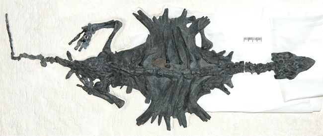 Picture 3 of The oldest turtle only has a belly in the abdomen