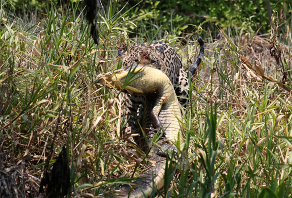 Picture 6 of The one-eyed newspaper defeated the swamp assassin