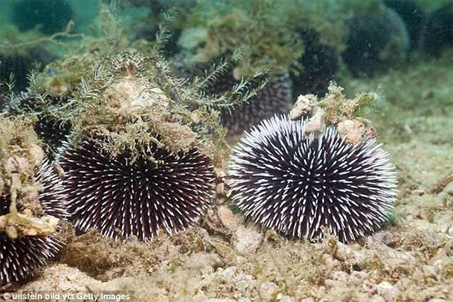 Picture 2 of The only animal that looks with ... legs