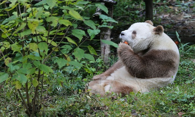 Picture 6 of The only brown pandas in the world eat 40kg of bamboo each day