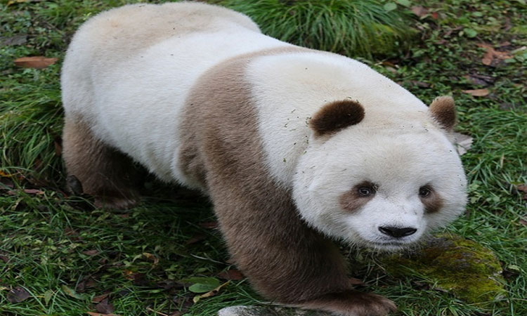 Picture 7 of The only brown pandas in the world eat 40kg of bamboo each day