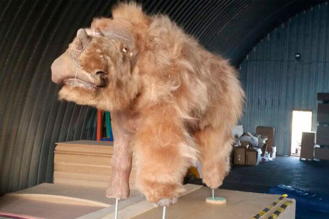 Picture 3 of The only intact rhino mummy from the Ice Age