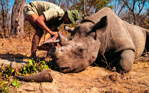 Picture 5 of The only male white rhino left in the world