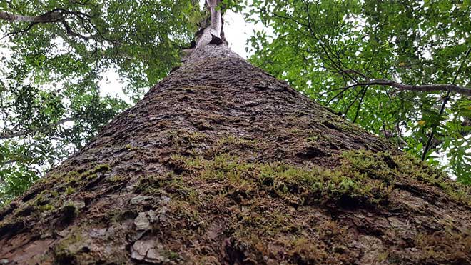 Picture 1 of The only 'prehistoric messenger' in the world in Bidoup forest