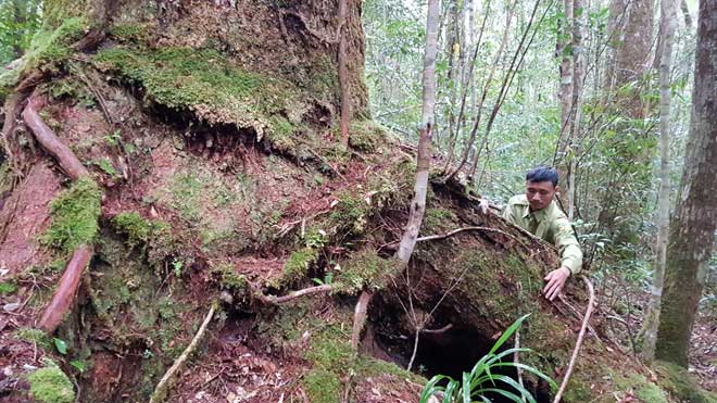 Picture 4 of The only 'prehistoric messenger' in the world in Bidoup forest