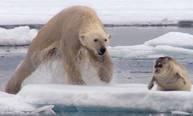 Picture 1 of The only way of hunting for polar bears