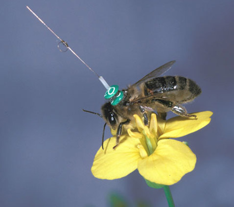 Picture 2 of The optimal democratic lesson in bees