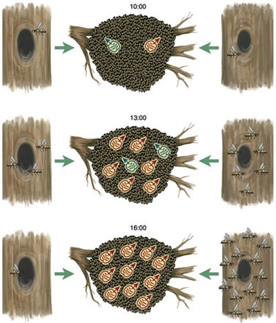 Picture 3 of The optimal democratic lesson in bees