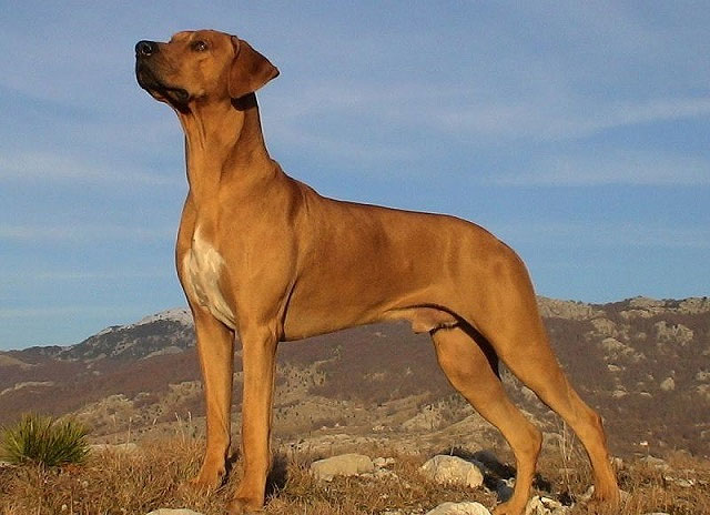 Picture 2 of The origin and characteristics of African lion dogs