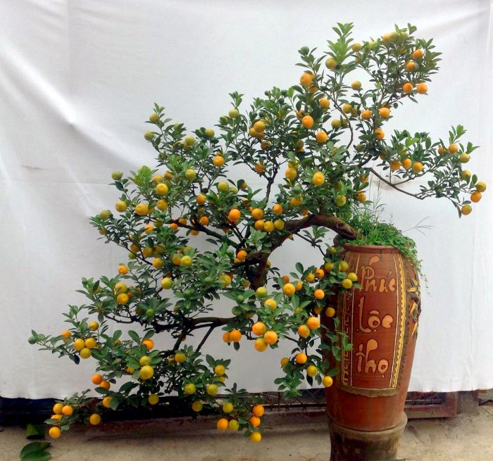 Picture 4 of The origin and human meaning of the Lunar New Year