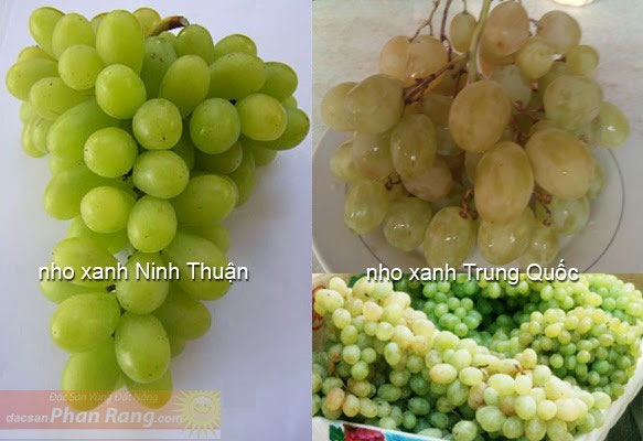 Picture 3 of The origin of cheap green grapes in Hanoi