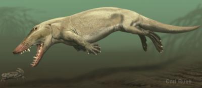 Picture 1 of The origin of marine mammals
