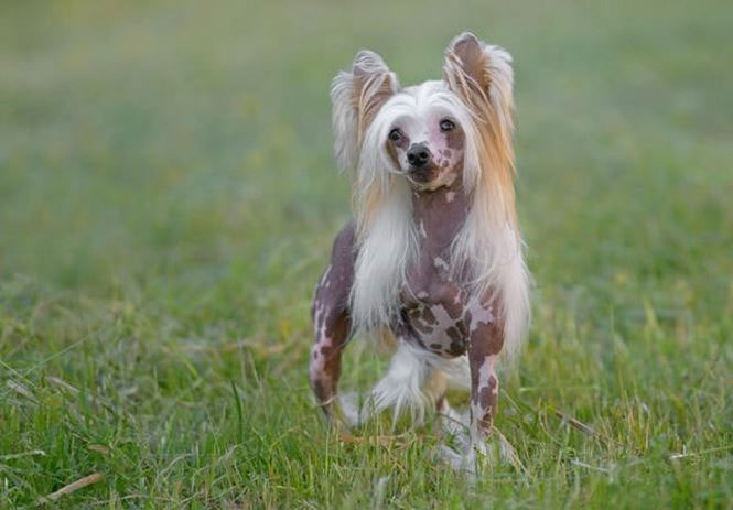 Picture 3 of The origin of the Chinese hairless breed
