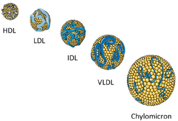 Picture 3 of The other side of cholesterol is little known