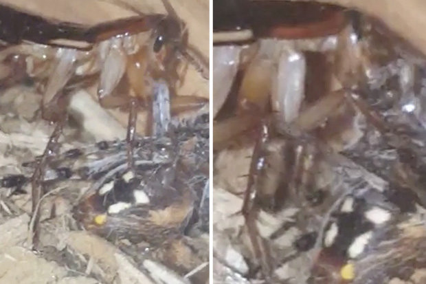 Picture 1 of The owner panicked when he saw the giant cockroach eating meat