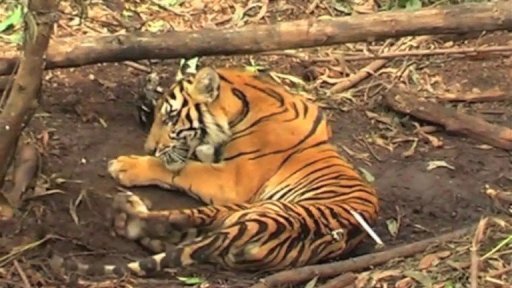 Picture 1 of The painful death of the Indonesian tiger