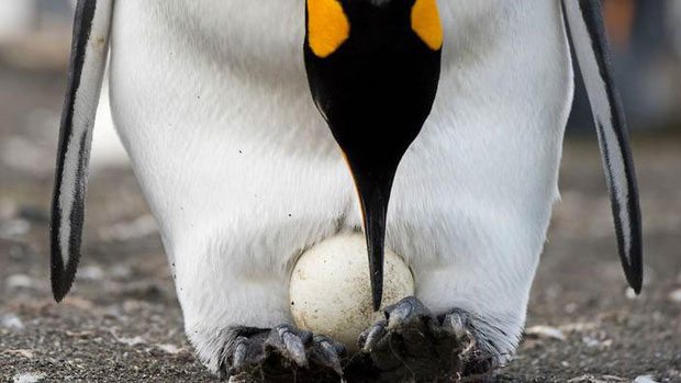 The Pair Of Gay Penguins Adopted An Egg After A Long Time To