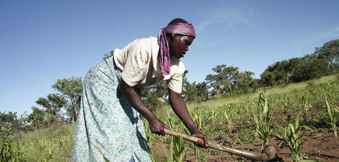 Picture 4 of The paradox: Rural people are more obese than urban people