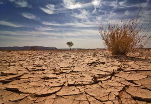 Picture 1 of The parasite is in danger of extinction due to climate change
