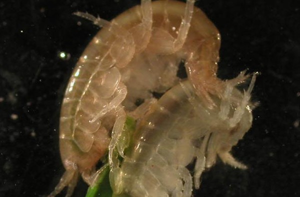 Picture 3 of The parasite species causes the animals to eat their meat