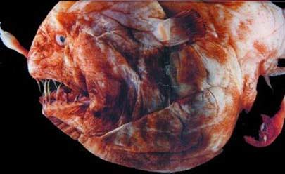 Picture 1 of The parasitic world