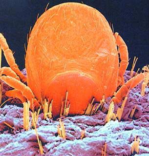 Picture 2 of The parasitic world