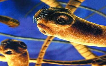 Picture 3 of The parasitic world
