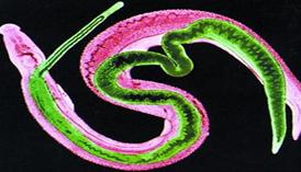 Picture 4 of The parasitic world