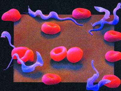 Picture 7 of The parasitic world