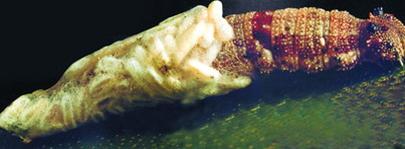Picture 8 of The parasitic world