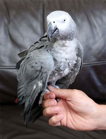 Picture 1 of The parrot knows how to sing