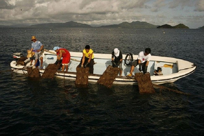Picture 7 of The past is to display the process of producing rare and precious gold pearls