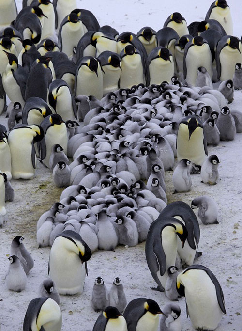 Picture 1 of The penguin bunched up to warm the cubs
