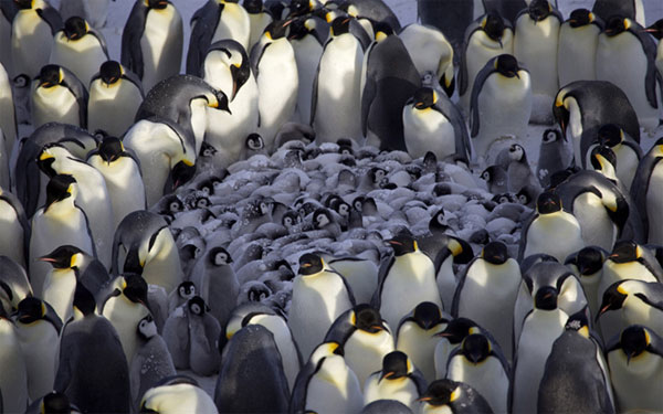 Picture 2 of The penguin bunched up to warm the cubs