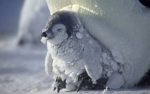Picture 3 of The penguin bunched up to warm the cubs