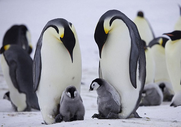 Picture 4 of The penguin bunched up to warm the cubs