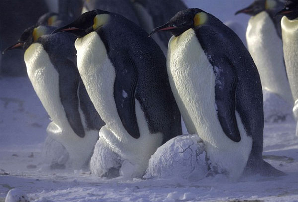 Picture 5 of The penguin bunched up to warm the cubs