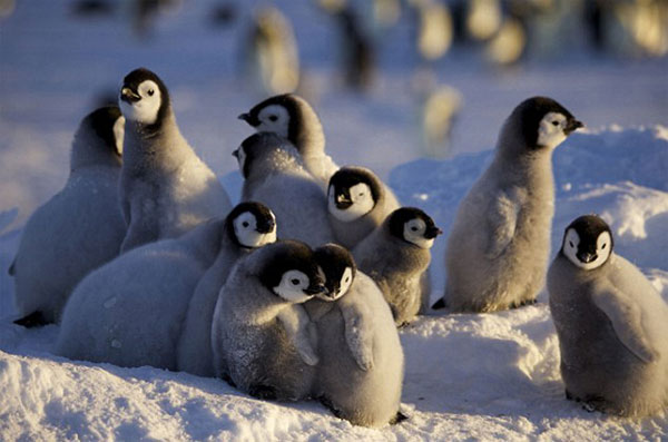Picture 7 of The penguin bunched up to warm the cubs