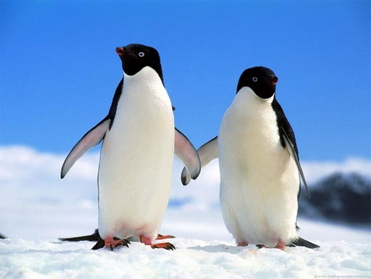 Picture 1 of The penguin species has appeared 20 million years ago